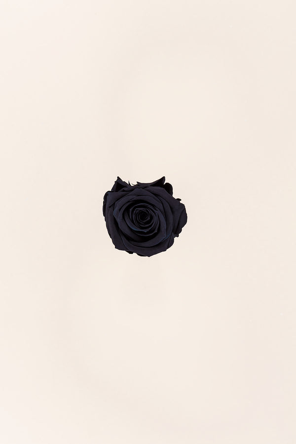 Rose Medium - Boîte 8 têtes