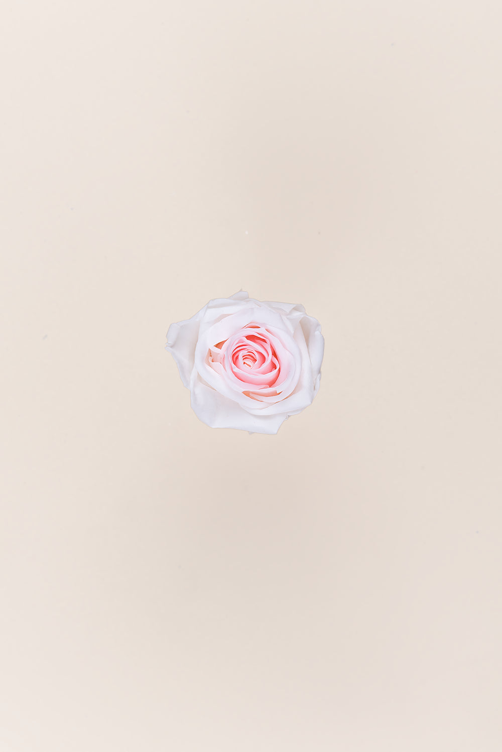 Rose Medium - Boîte 8 têtes