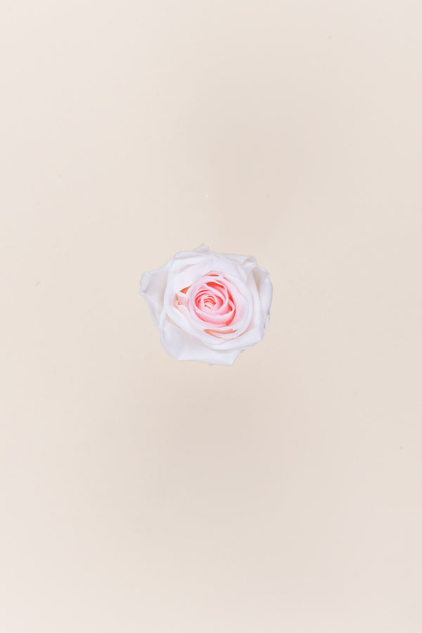 Rose Medium - Boîte 8 têtes