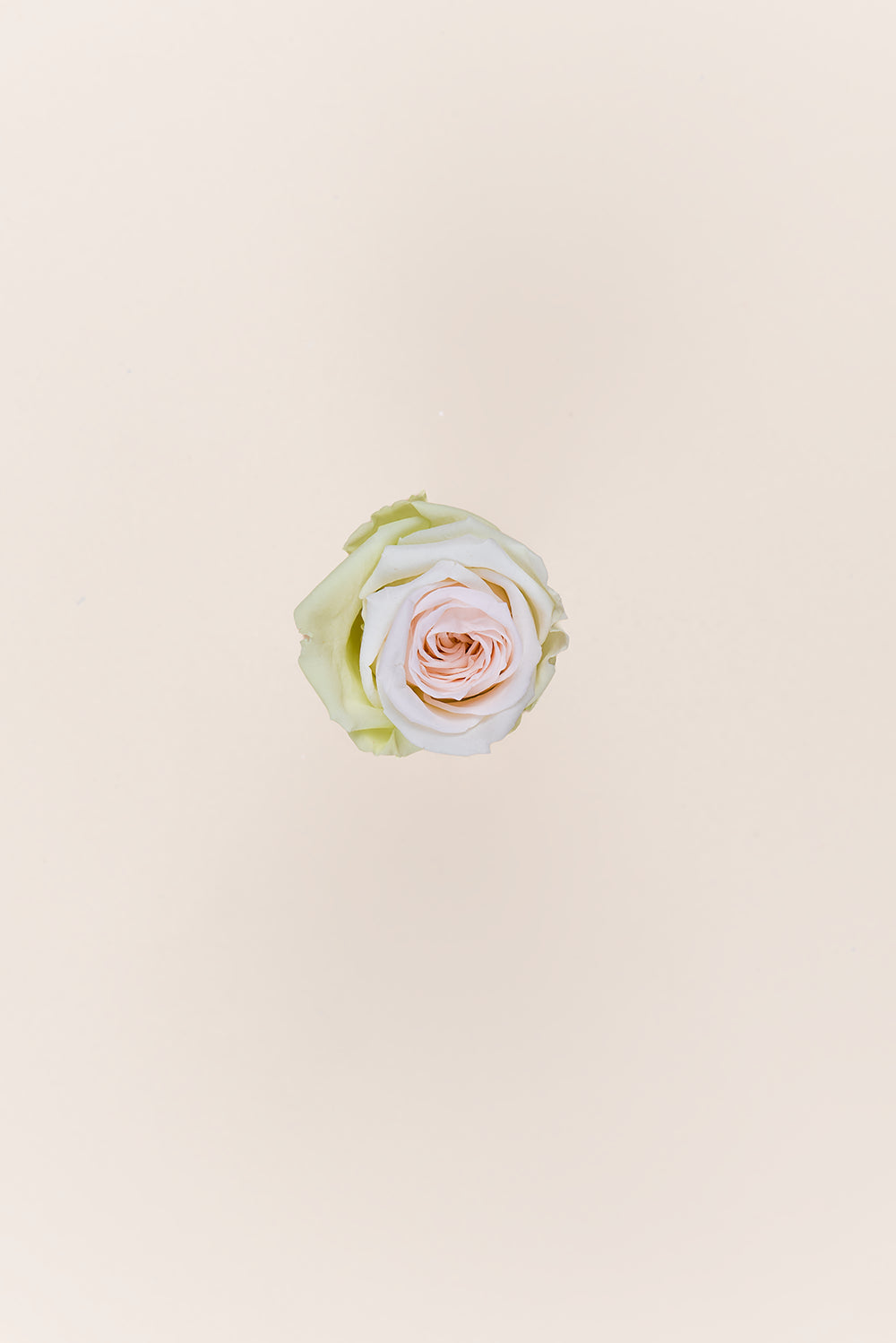 Rose Medium - Boîte 8 têtes
