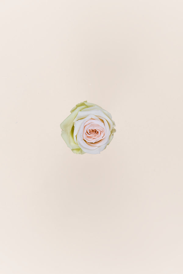 Rose Medium - Boîte 8 têtes