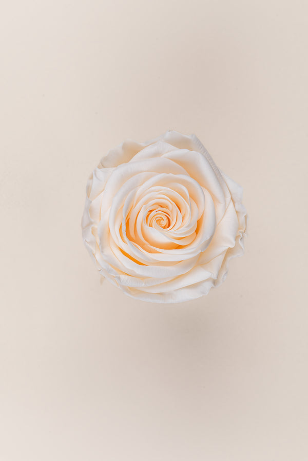 Rose Premium - Box 4 heads