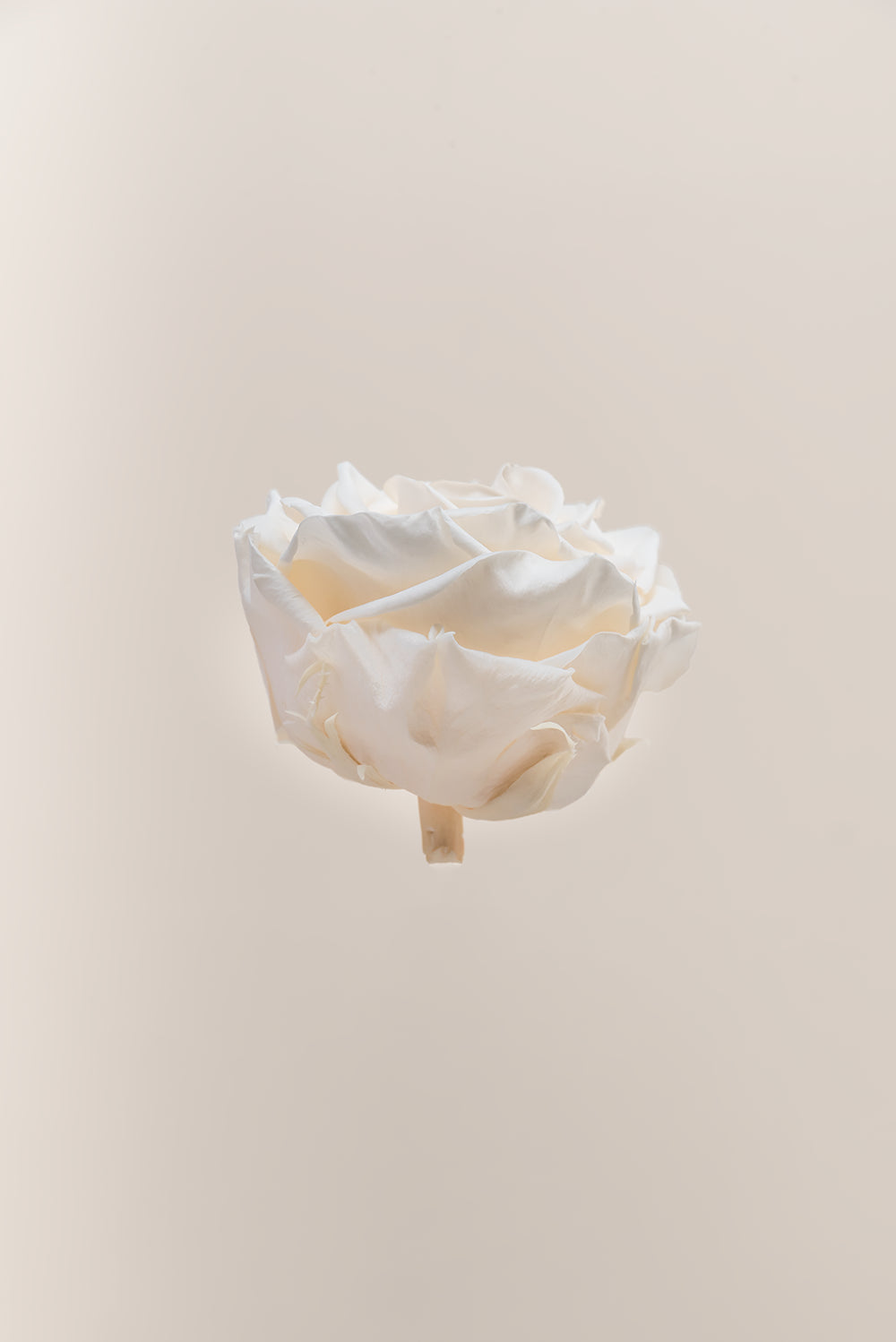Rose Premium - Box 4 heads