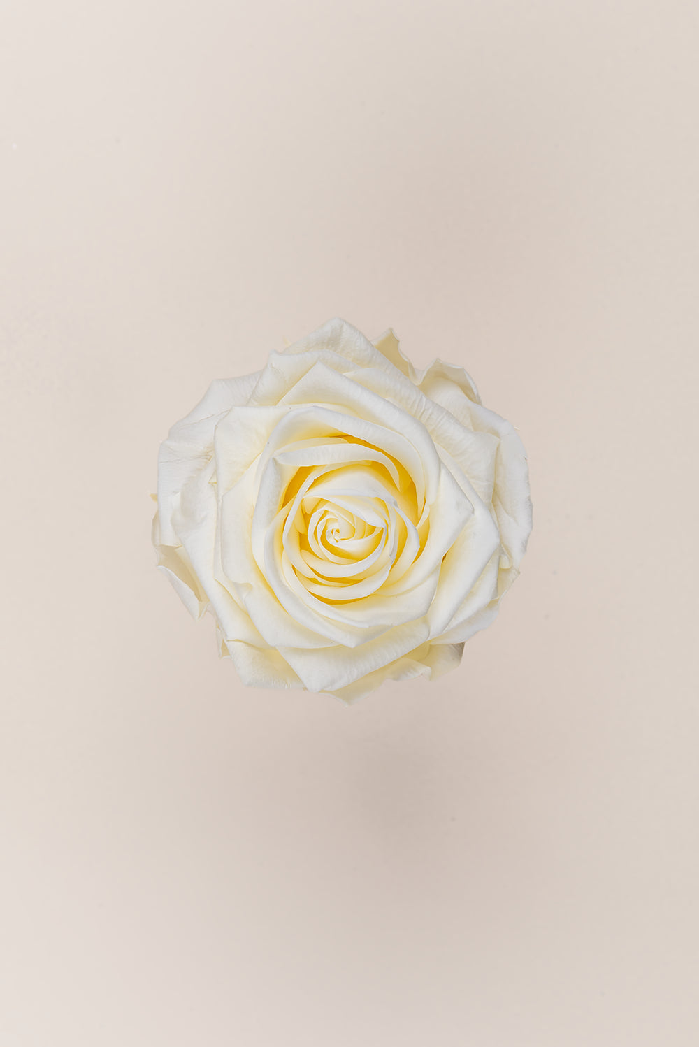 Rose Premium - Box 4 heads