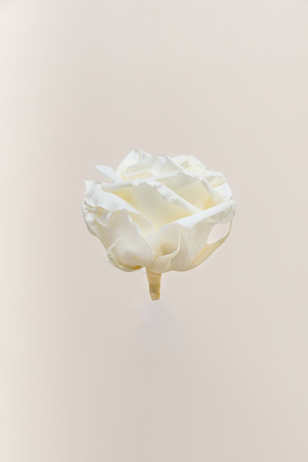 Rose Premium - Box 4 heads