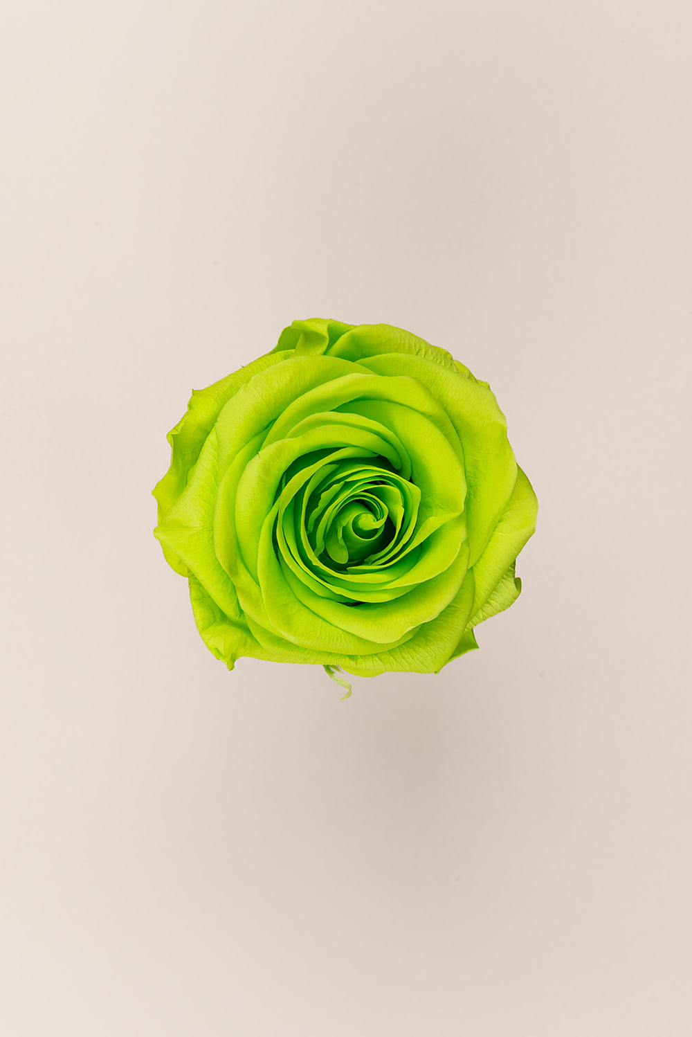Rose Premium - Box 4 heads