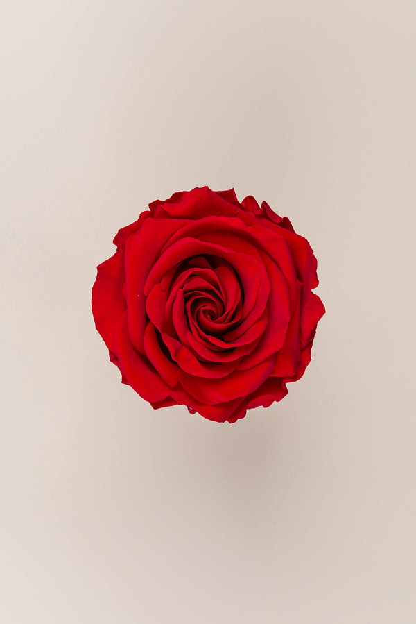 Rose Premium - Box 4 heads