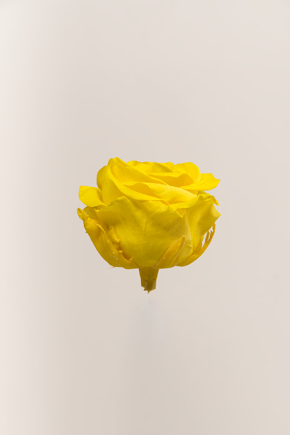 Rose Premium - Box 4 heads