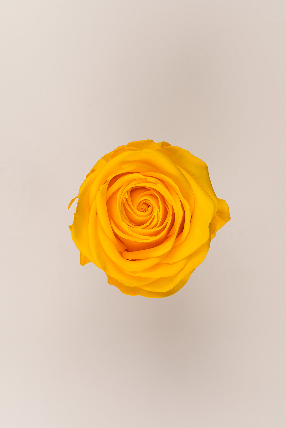 Rose Premium - Box 4 heads