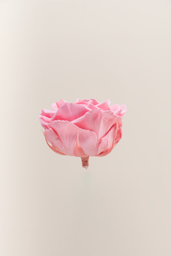 Rose Premium - Box 4 heads