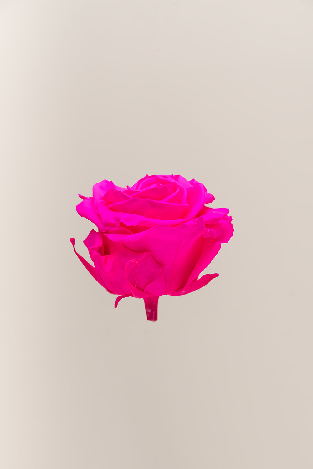 Rose Premium - Box 4 heads