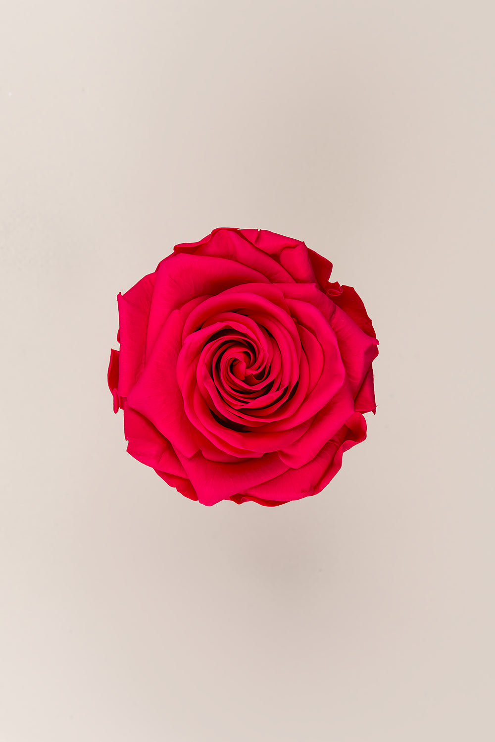 Rose Premium - Box 4 heads