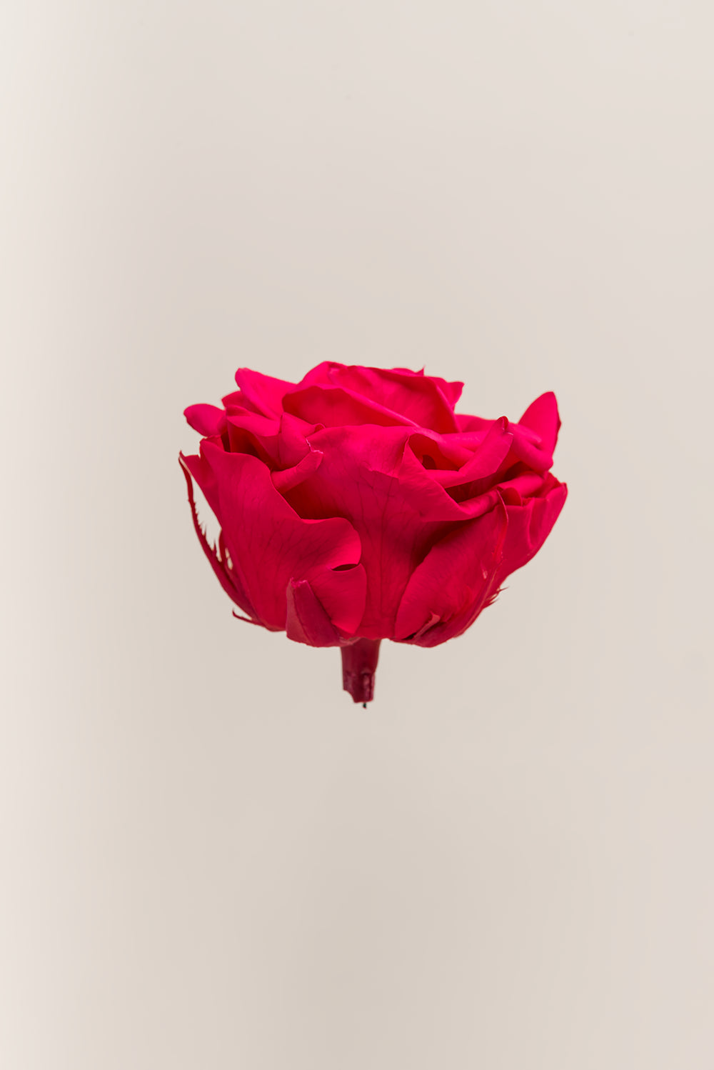 Rose Premium - Box 4 heads