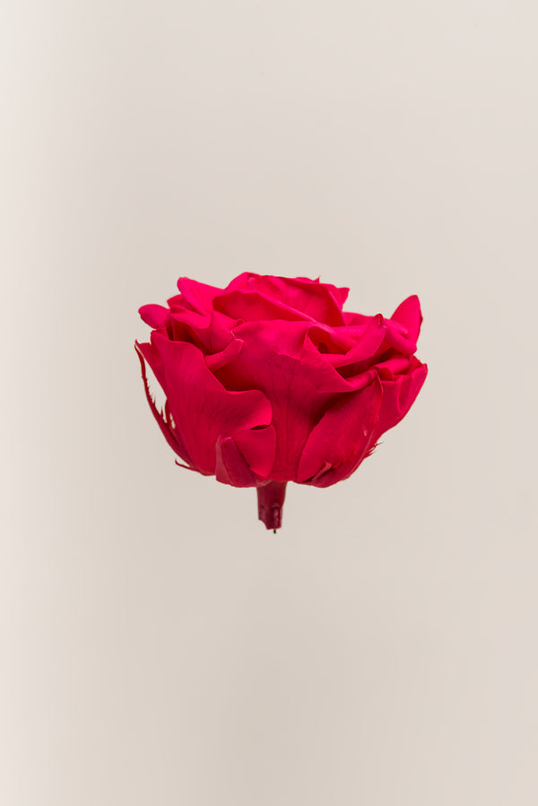 Rose Premium - Box 4 heads