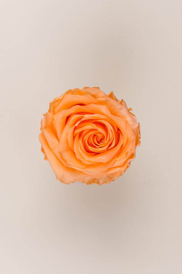Rose Premium - Box 4 heads