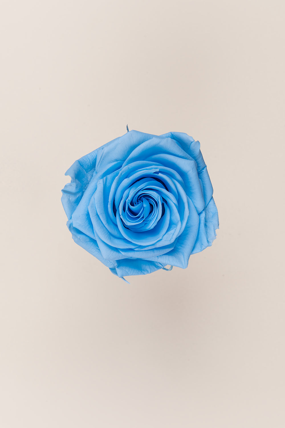 Rose Premium - Box 4 heads
