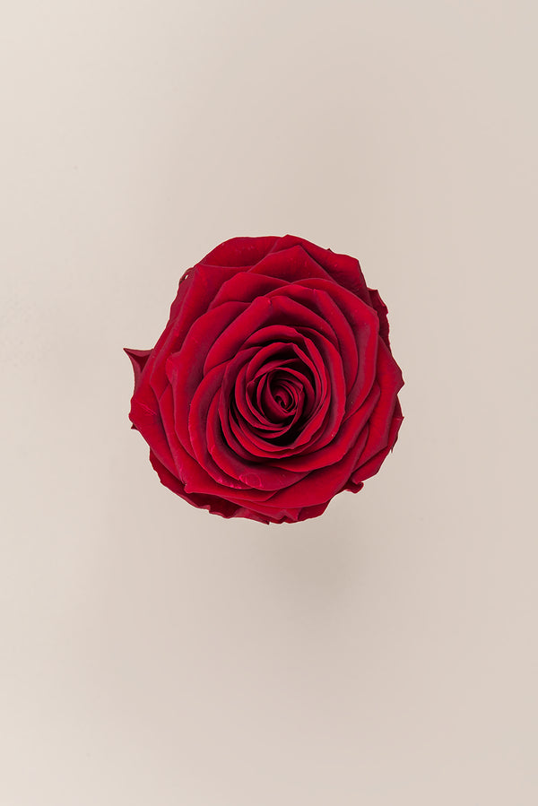 Rose Premium - Box 4 heads