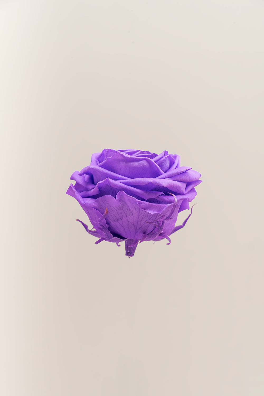 Rose Premium - Box 4 heads