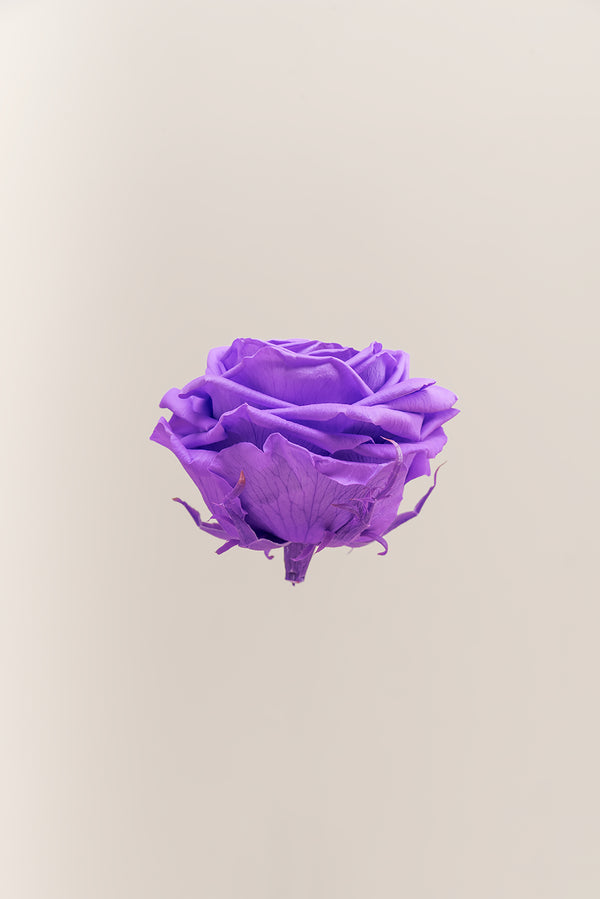 Rose Premium - Box 4 heads