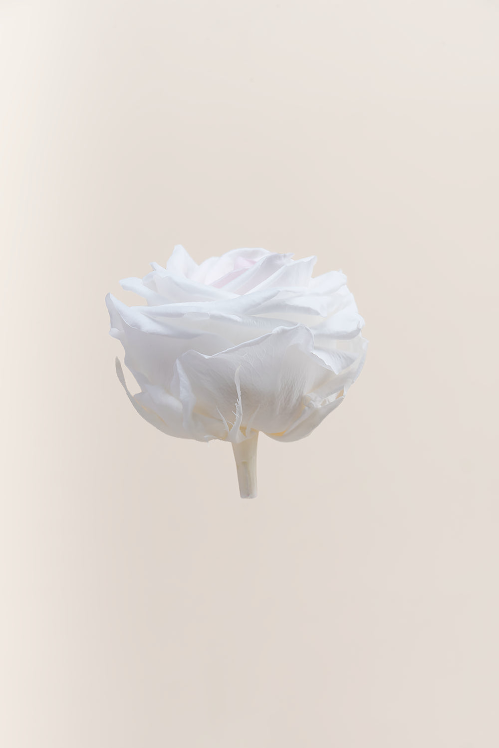 Rose Premium - Box 4 heads