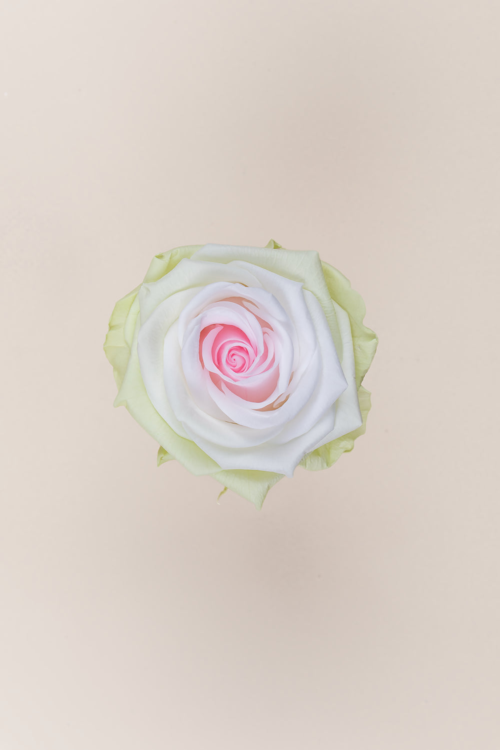 Rose Premium - Box 4 heads