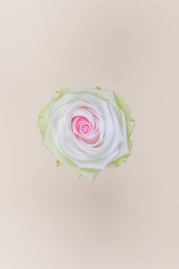 Rose Premium - Box 4 heads