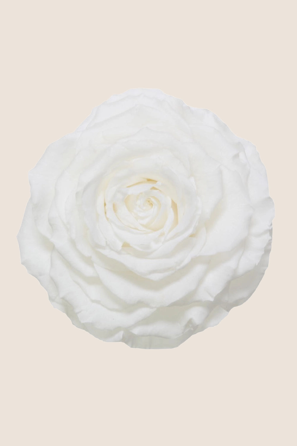 Rose king - Box 1 head