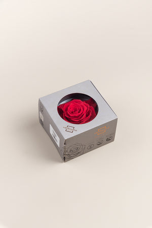 Rose king - Box 1 head
