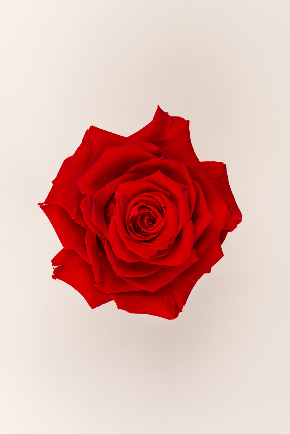 Rose king - Box 1 head