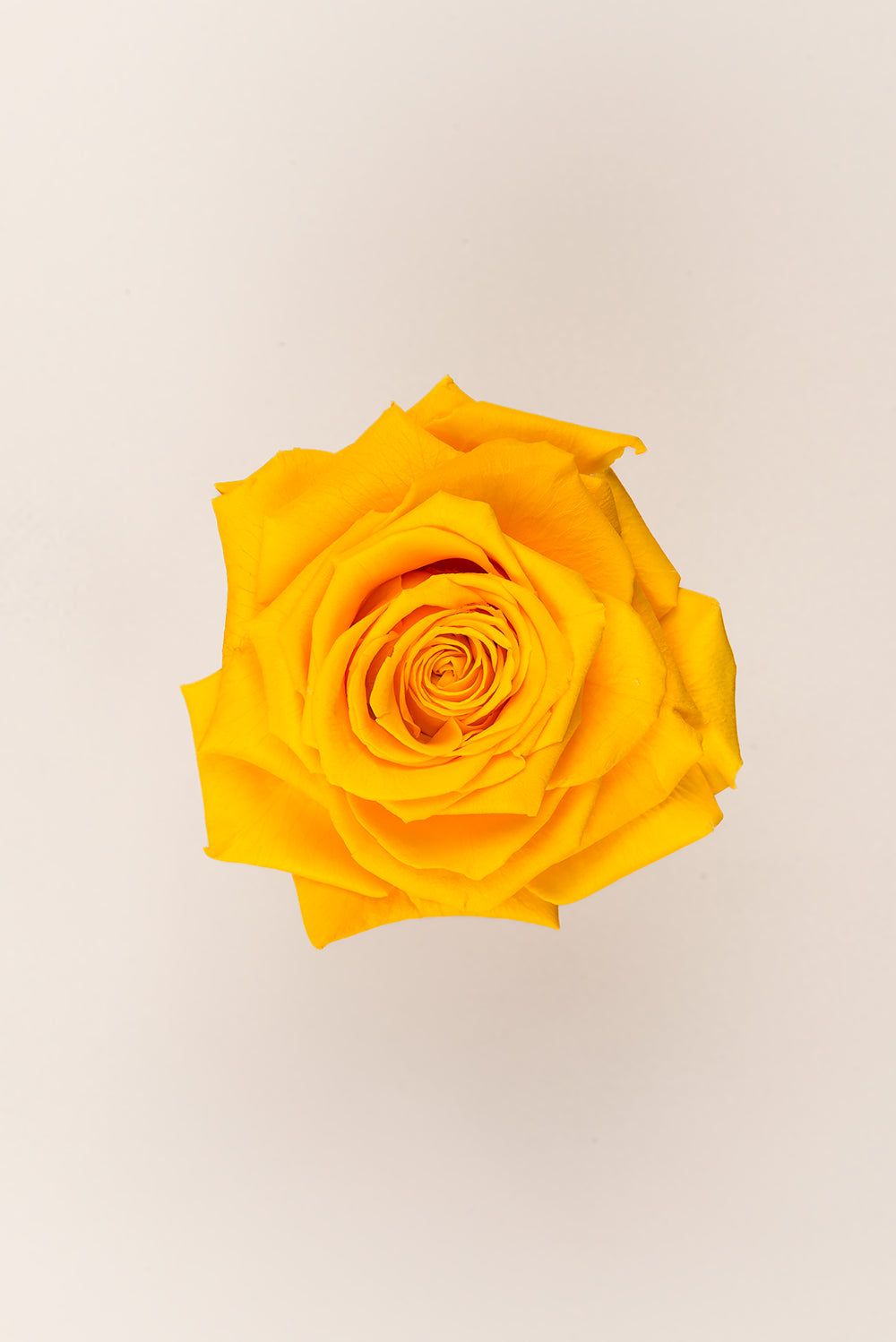 Rose king - Box 1 head