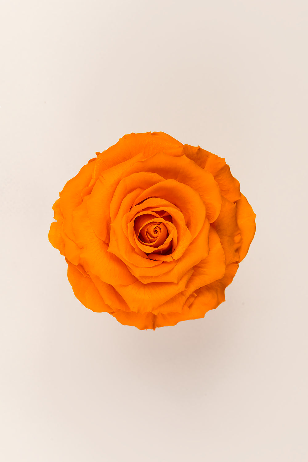 Rose king - Box 1 head