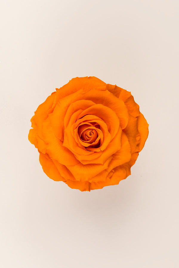 Rose king - Box 1 head