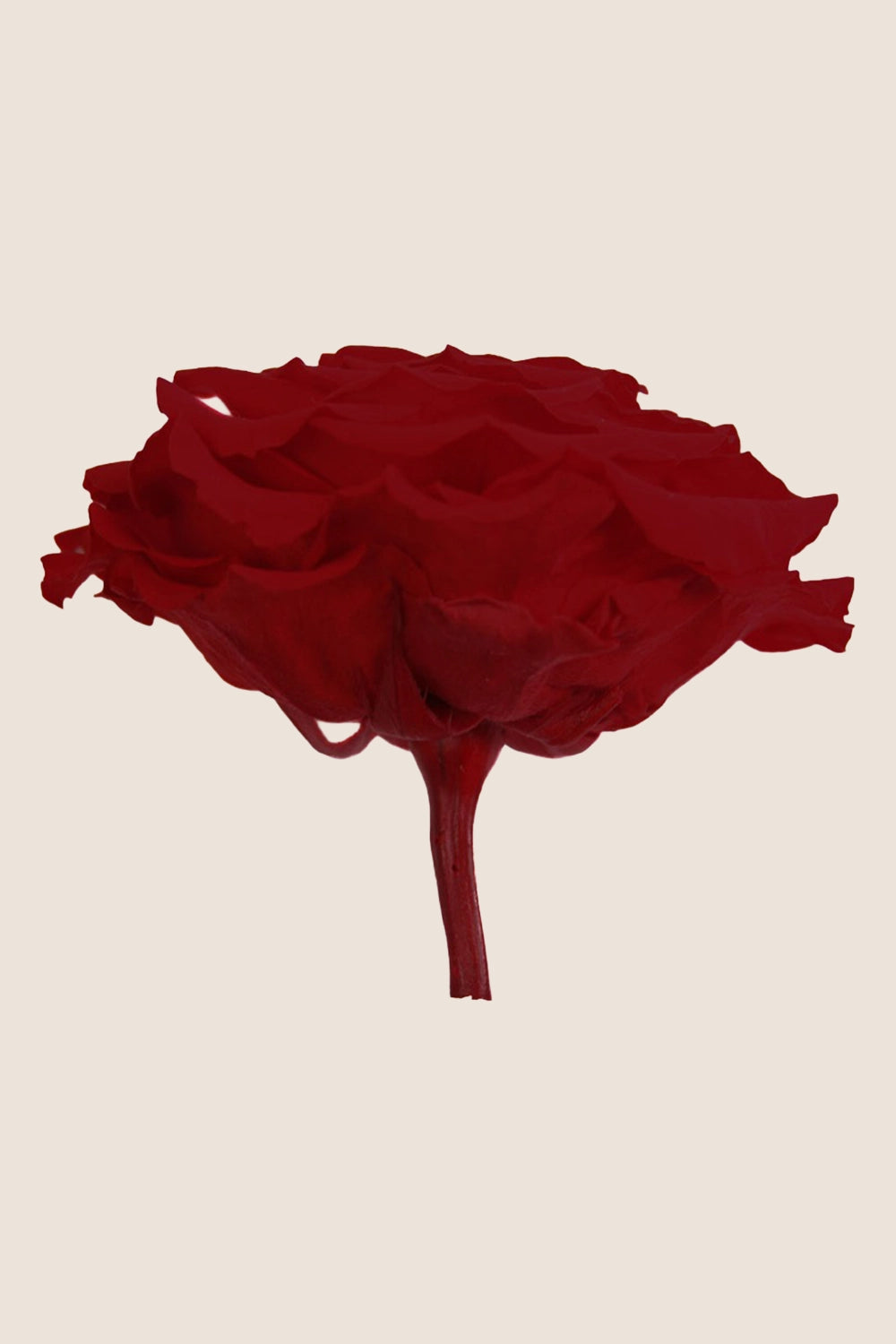 Rose king - Box 1 head