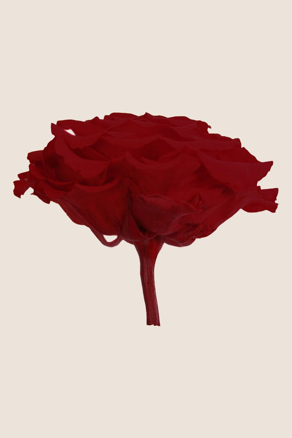 Rose king - Box 1 head