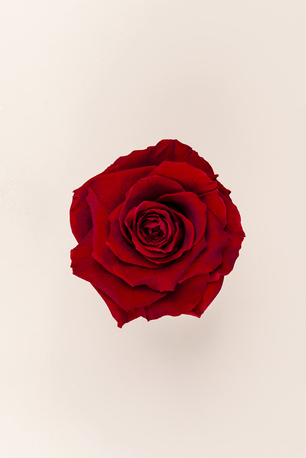Rose king - Box 1 head