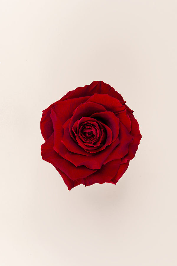 Rose king - Box 1 head