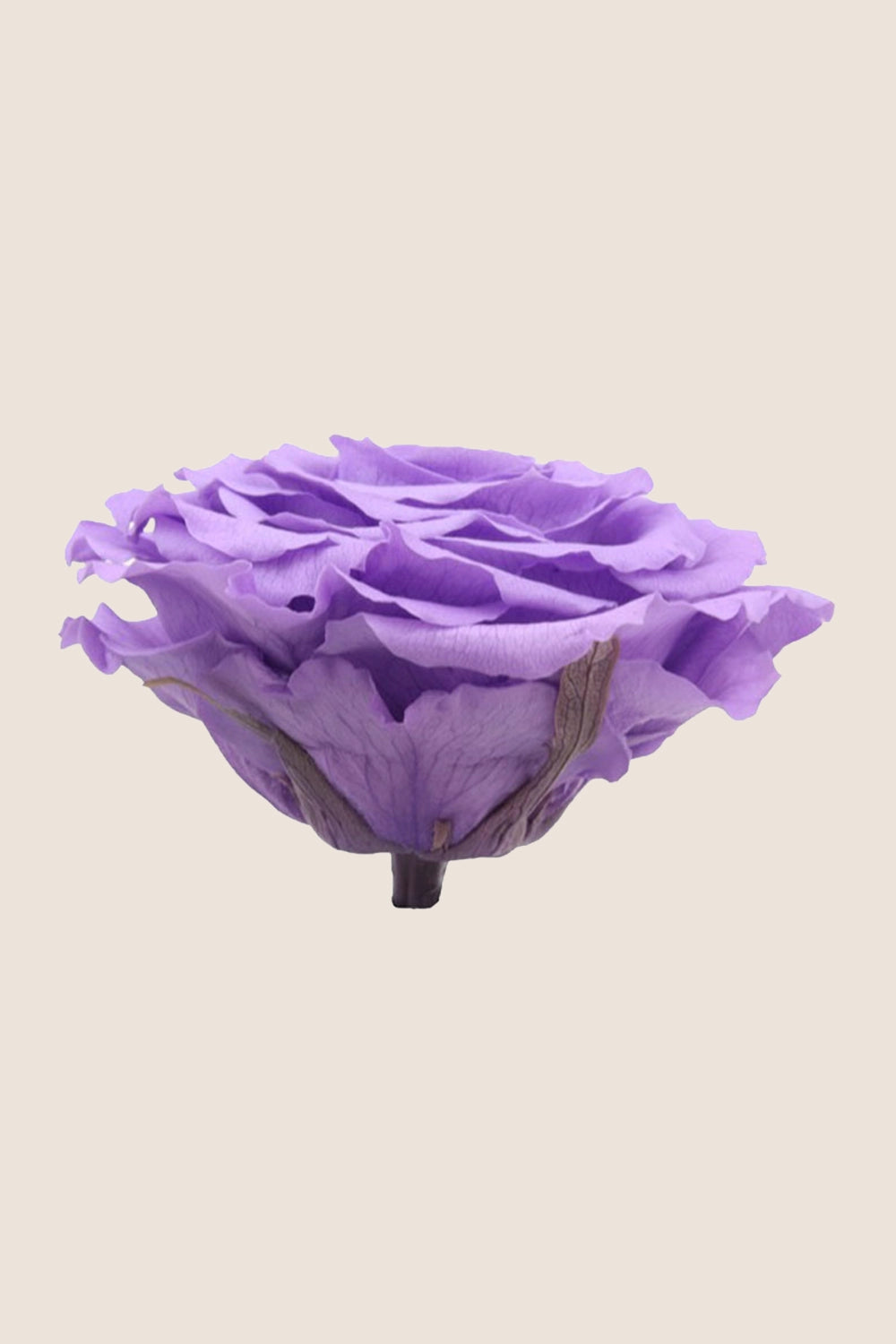 Rose king - Box 1 head