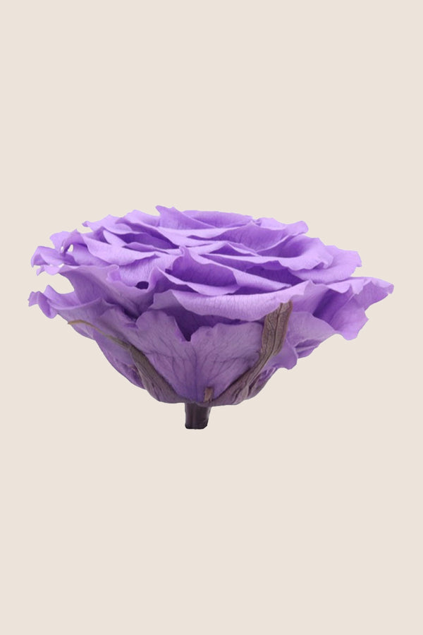 Rose king - Box 1 head