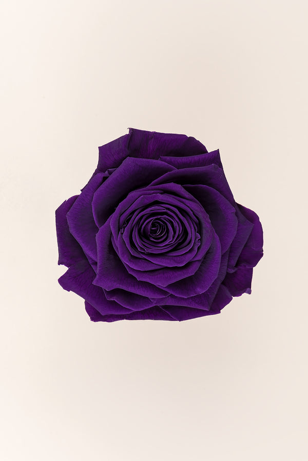 Rose king - Box 1 head