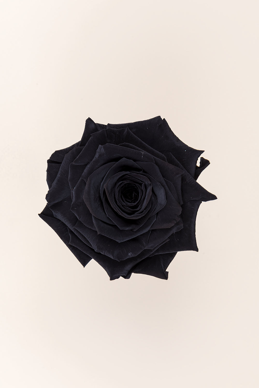 Rose king - Box 1 head