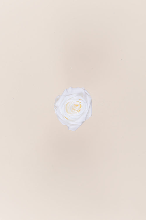Rose Mini Bulk - Pack 288 u.