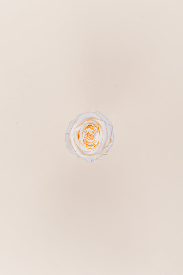 Rose Mini Bulk - Pack 288 u.