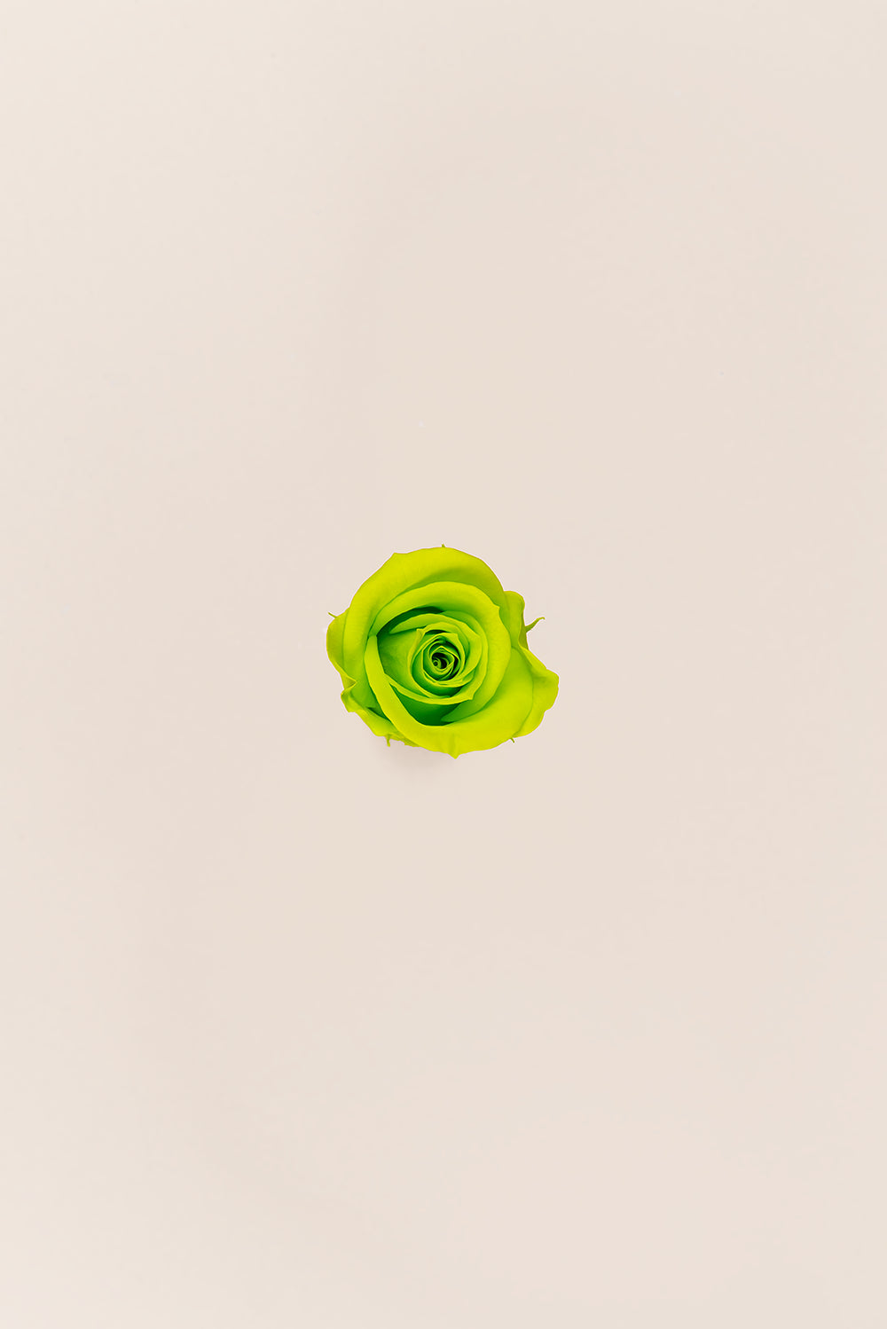 Rose Mini - Box 12 heads