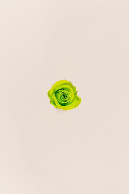 Rose en vrac - Paquet de 288 u.
