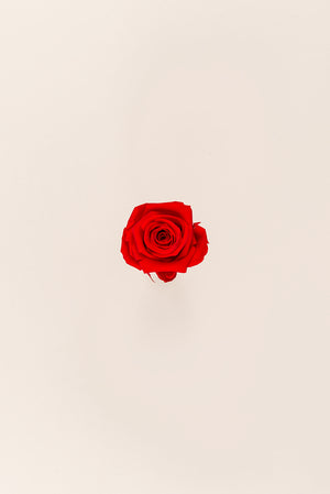 Rose Mini Bulk - Pack 288 u.