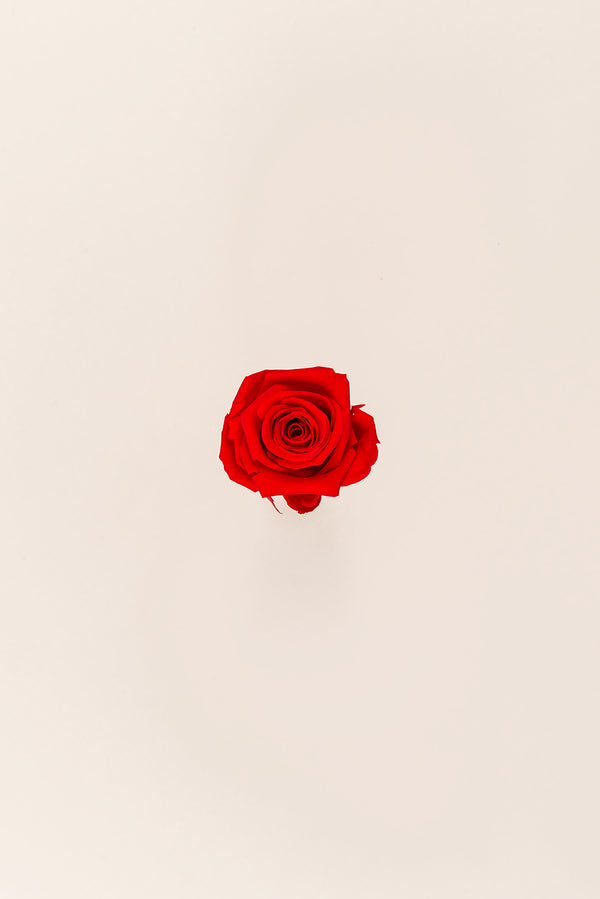Rose Mini Bulk - Pack 288 u.