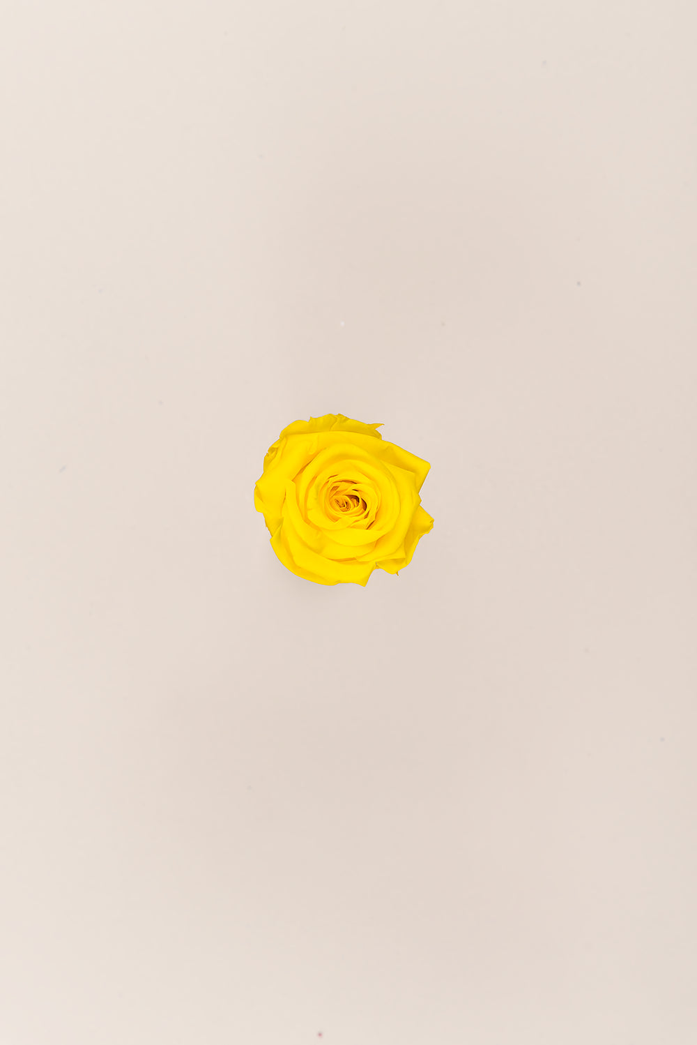 Rose Mini - Box 12 heads