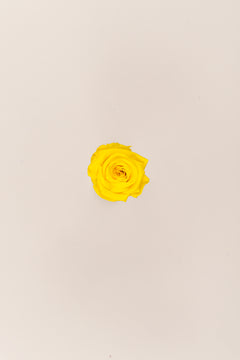 Jaune vif