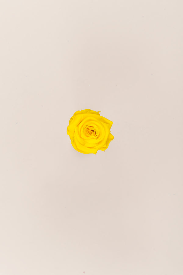 Rose Mini Bulk - Pack 288 u.