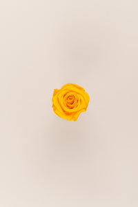 Warm Yellow